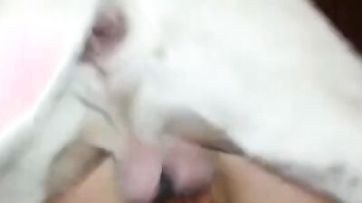 Zoo fucking porn: zoophilia men porn