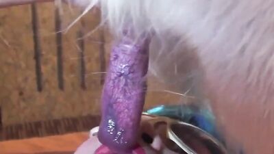 Girl dog video: dog eat girl