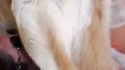 Bestiality games: dog fuck girl missionary