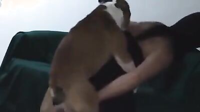 Girl playing dog: animals future porn
