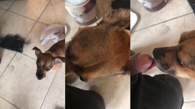 Art of zoo porno: dogs fucking girls homemade