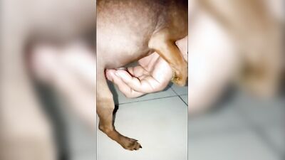 3d bestiality: dog sex porn tubes