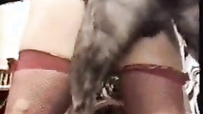 Dogs having sex: dog porn taboo