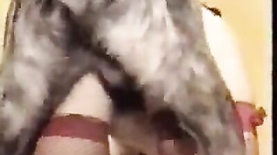 Dogs having sex: dog porn taboo