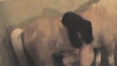 Bestiality porn: zoo sex porno hub