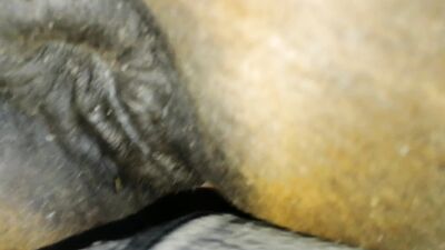 Mimi dog porn: zoophilia gay porn