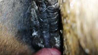 Zoo sex porn: rus bestiality sex online