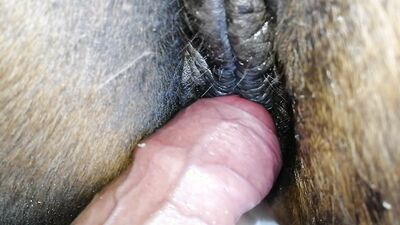 Zoo sex porn: rus bestiality sex online