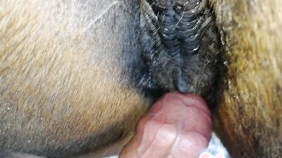 Zoo sex porn: rus bestiality sex online