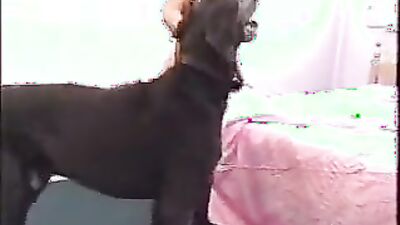 Dog fuck porn: first dog sex