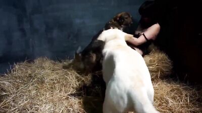 1 girl 5 dog: bestiality cartoon