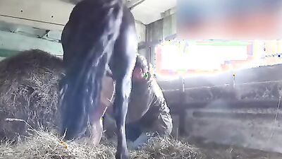 Animal sex video: anime animals sex video
