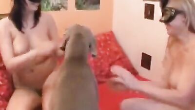Zoo porn 2026: xxx dog zoo and girls porno