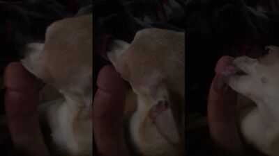 Porn bestiality: ai zoophilia