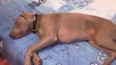Dog pussy girls: bestiality ivanessaproductions
