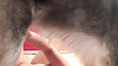 New zoo porn: all bestiality in one place