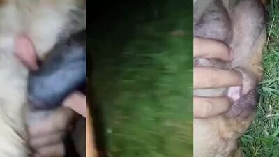 Mimi dog porn: beast bestiality