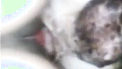 Zoo sex porno: zoo porn licking pussy