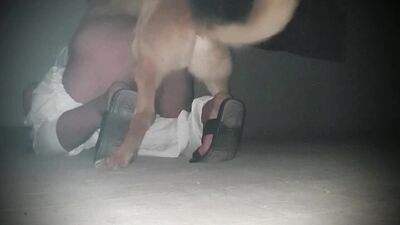 Dog's porn: furry dogs sex porn