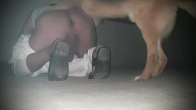 Dog's porn: furry dogs sex porn