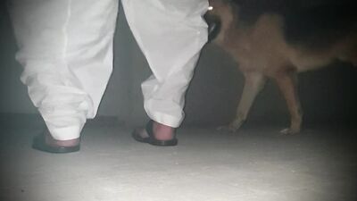 Dog's porn: furry dogs sex porn