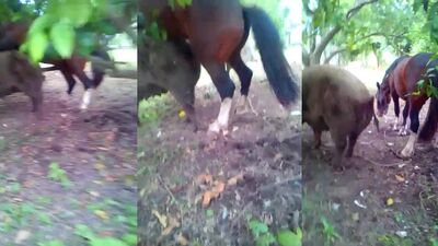 Sex animal's: wife animal sex my wife zoo porn