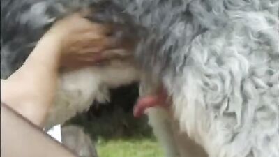 Bestiality dog: zoo org porn