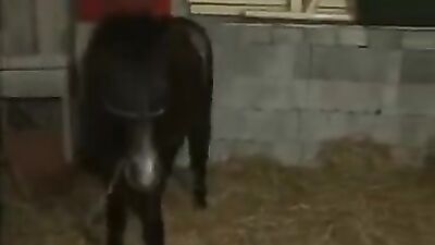 Bestiality horse: raven bestiality