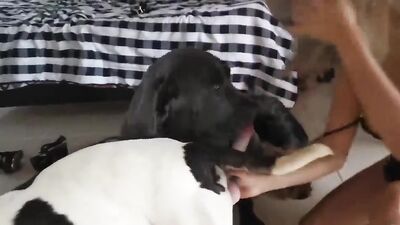Dog girl porn: ssbbw women zoo porno video