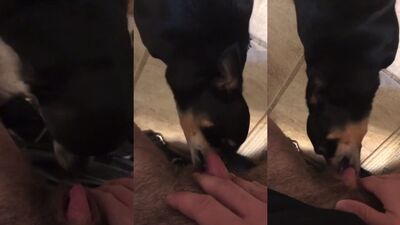 Girl having dog: zoo porn home luxe