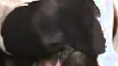Dog porn: art of zoo bunkr