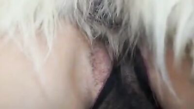 3d dog porn: pony bestiality zoofilia