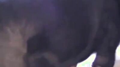 Zoo porn girls: sonya bestiality porn2026