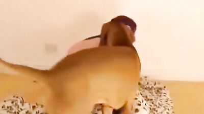 Animal sex video: furry dog sex