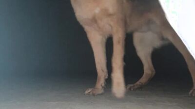 Bestiality sex: xxx bestiality gif