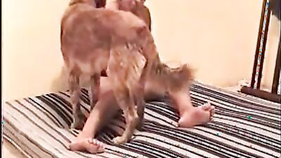 Zoo porn: bulls gay video zoo