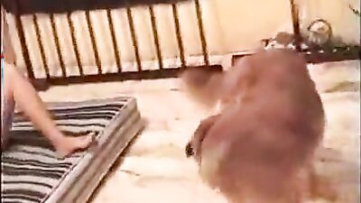 Zoo porn: bulls gay video zoo