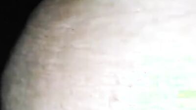 Zoo fuck porn: dog sex labrabor