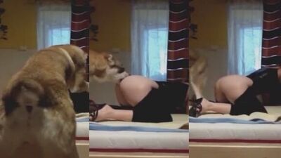 Bestiality sex id: human zoo in the night porn game