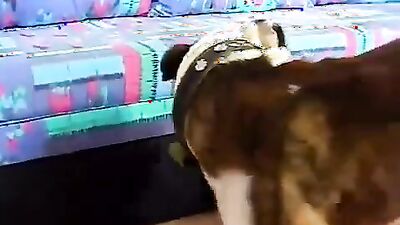 Dog get girl: free bestiality movie