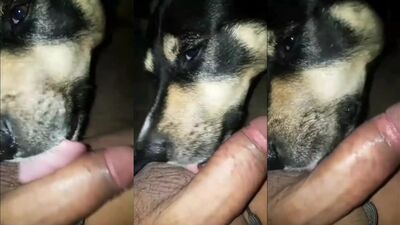 Dogs having sex: animal porn net