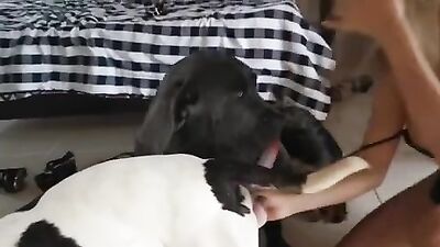 Girls s dogs: girl and dog 11