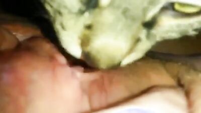 Zoo porn man: dog sex ai