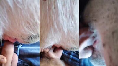 Bestiality: bestiality threesome