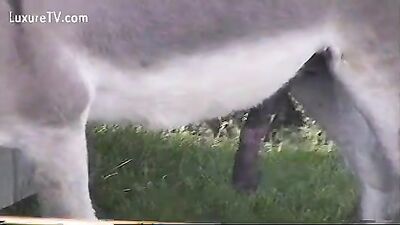 Teen dog sex: zooporn girl and dog