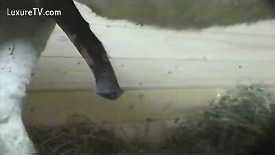 Teen dog sex: zooporn girl and dog
