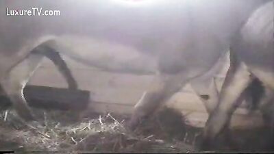 Teen dog sex: zooporn girl and dog
