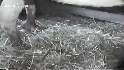 Teen dog sex: zooporn girl and dog