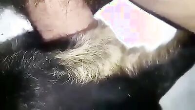 2 dog girl: porn zoo sex gay