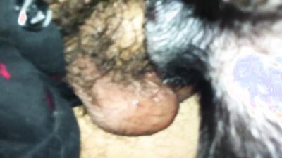 Zoo porn girls: sex hairy zoo